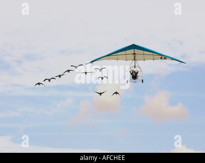 Christian Moullec Pilotierung einem Ultraleichtflugzeug mit mehreren seiner menschlichen bedruckt Graugänse (Anser anser) fliegen neben Stockfoto