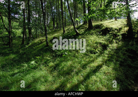 Tageslicht strömt durch die Bäume in einem Wald in Glen Lochay in der Nähe von Killin Perthshire Schottland, Vereinigtes Königreich Stockfoto