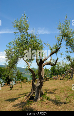 Isola Maggiore ist der zweitgrößte Insel am Lago Trasimeno, in Umbrien, Italien.  Einige der Olivenbäume auf der Insel sind mehrere hundert Jahre alt. Stockfoto