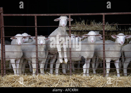 Schaf-Spanien Stockfoto