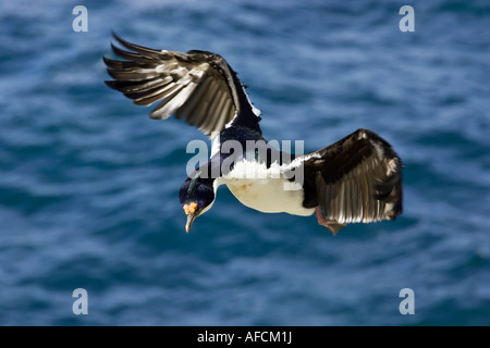 Ein Erwachsener König Kormoran Flügel ausgestreckten hereinkommen zu landen Stockfoto