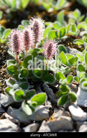 Polare Weide Wald steigt nur ca. 2 cm aus dem Boden als Anpassung auf die rauen arktischen Klima roten Pollen auf Kätzchen Stockfoto