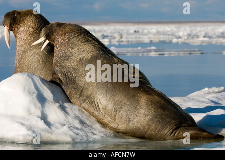 Zwei männliche Walrosse holte und ruht auf Eisscholle die tierische Haut spült rosa wenn warm, Wärme Stockfoto