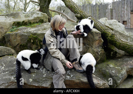 Der Zoo-Tierarzt des Zoos Allwetterzoo Dr. Sandra Silinski mit der Ruffedlemurs Stockfoto