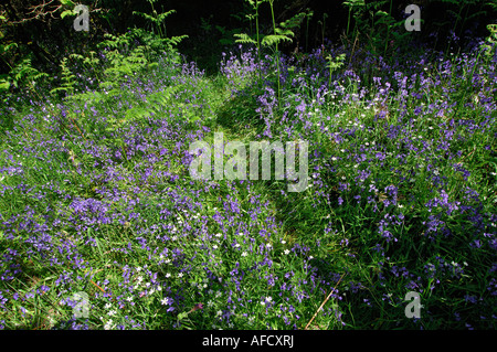 Glockenblumen und anderen Wildblumen im Frühjahr Wald oberhalb Loch Tay in der Nähe von Killin Perthshire Schottland, Vereinigtes Königreich Stockfoto