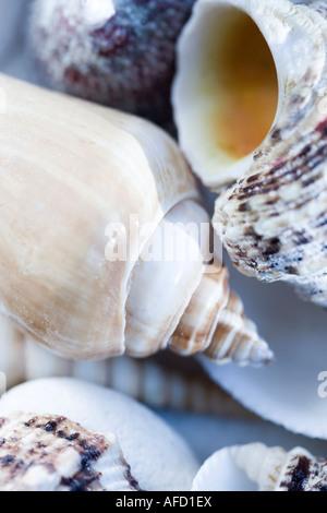 Schuss von einem Muscheln hautnah Stockfoto