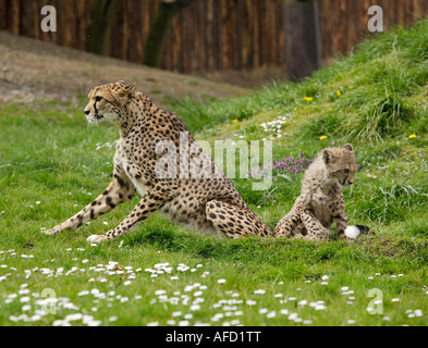 Gepard mit Jungtieren Stockfoto