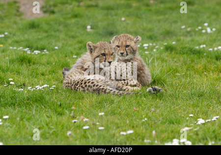 Junge Geparden Stockfoto