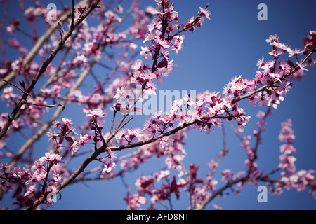 Blüte vor einem strahlend blauen Himmelshintergrund Stockfoto