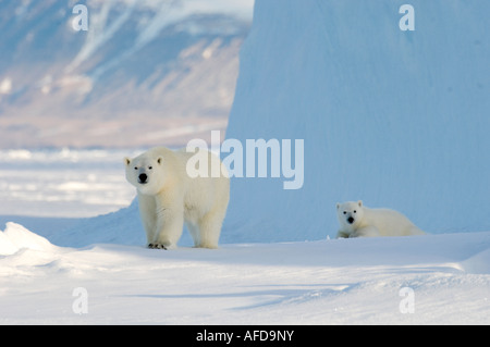 Weiblicher Eisbär und fünf Monate alten Cub auf Eisberg Navy Board Lancaster Sound Baffin Island Stockfoto