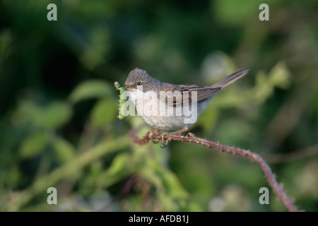 Gemeinsamen Whitethroat Sylvia Communis weibliche Wales Stockfoto