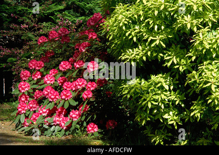 Rote Rhododendren in voller Blüte neben einem hohen Pieris Busch im frischen Frühling grün Stockfoto