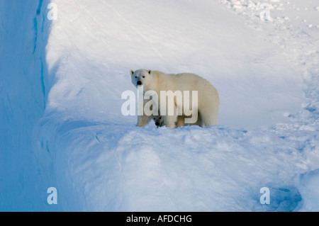 Weiblicher Eisbär und fünf Monate alten Cub auf Eisberg Navy Board Lancaster Sound Baffin Island Stockfoto