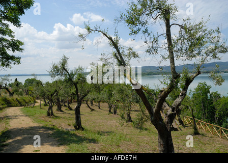 Isola Maggiore ist der zweitgrößte Insel am Lago Trasimeno, in Umbrien, Italien.  Einige der Olivenbäume auf der Insel sind mehrere hundert Jahre alt. Stockfoto