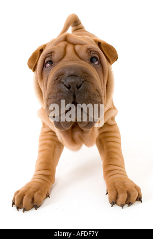 Shar pei Welpen Stockfoto