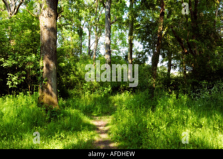 Englischen Wald erschossen im Frühsommer Stockfoto