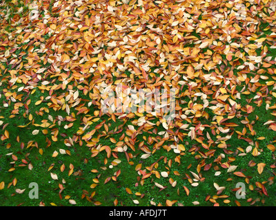 Tote Blätter von Sargentii Prunus Baum Stockfoto