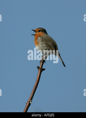 Robin Erithacus Rubecula Gesang Wales Stockfoto
