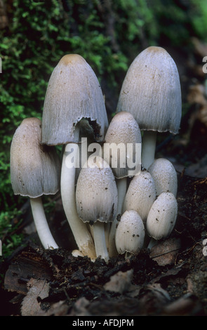 Coprinus atramentarius Stockfoto