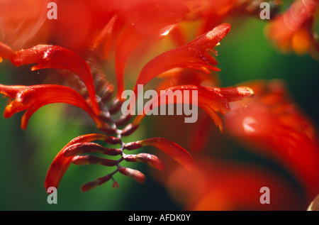 Detail von einem Crocosmia 'Luzifer' Pflanze, Dorset, England, UK Stockfoto