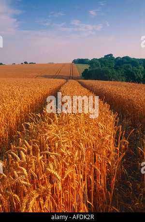 ein Feld von Weizen in der Nähe von Cerne Abbas, Dorset, England, UK Stockfoto