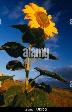 Sonnenblumen, Dorset, England, UK Stockfoto