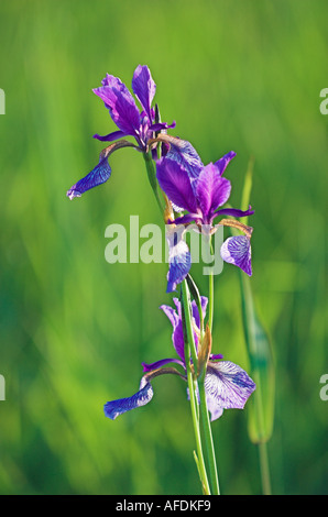 Blühende Lilie (Iris Sibirica), Nature Reserve fließt Ried Lake Constance Germany, Mai 2005 Stockfoto