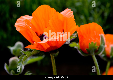 Orientalischer Mohn blüht im Frühsommer in einem englischen Garten Stockfoto