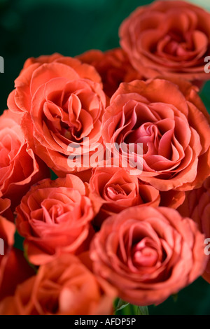 Rosenstrauß orange erschossen von oben um Rahmen zu füllen Stockfoto