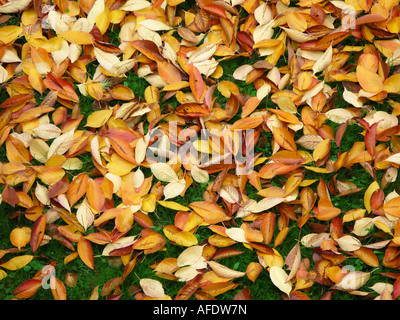 Tote Blätter von Prunus Sargentii baum Elsass Frankreich Europa Stockfoto