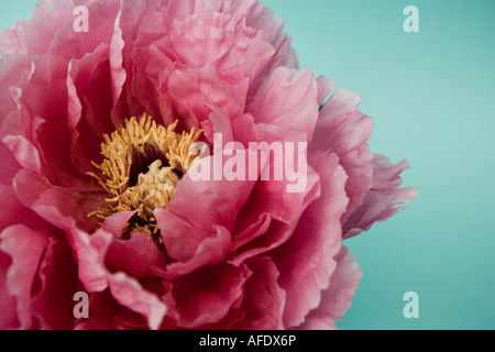 Pfingstrose Blume Stockfoto
