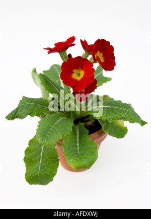 Rote Blüte Primrose in einem Terrakotta-Topf Stockfoto