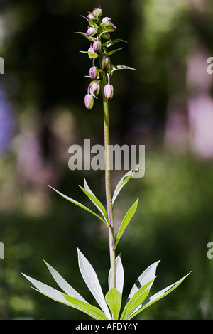 Martagon-Lilie oder gemeinsame Turk Kappe Lilie (Lilium Martagon) mit geschlossenen Blüten Stockfoto