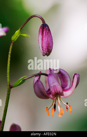 Martagon-Lilie oder gemeinsame Turk Kappe Lilie (Lilium Martagon) blühen und zur Blüte kommen Stockfoto