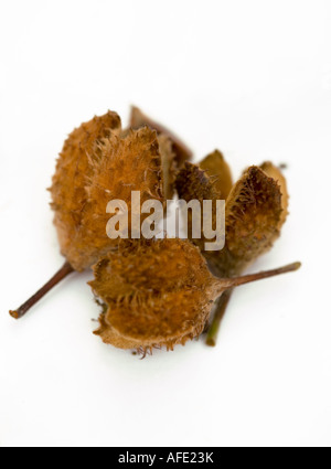 Studioaufnahme von Bucheckern vor einem weißen Hintergrund Stockfoto