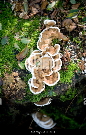 Türkei [Trametes Versicolour] Tail Halterung Pilze Stockfoto