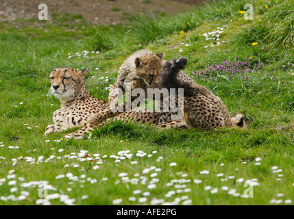 Gepard mit Jungtieren Stockfoto