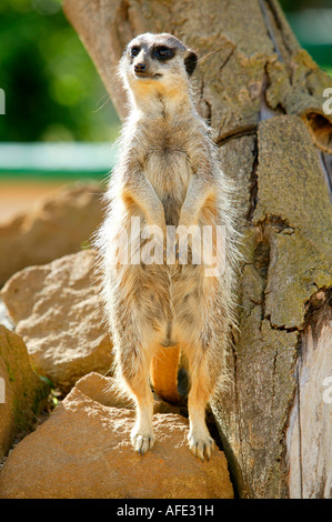 Erdmännchen Stockfoto