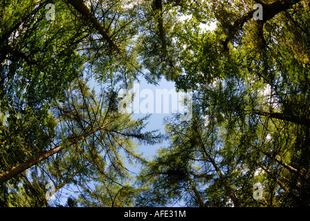 Delamere Wald, eine Fläche von 950 Hektar des laubwechselnden und immergrünen Mischwald in Cheshire. Stockfoto