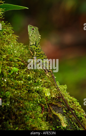 Berg Agamen Phoxophrys Cephalum Kinabalu National Park Sabah Borneo Stockfoto