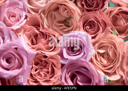 Draufsicht auf weich orange und rosa Rosen Stockfoto