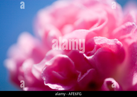 Schuss in einem rosa Kletterrose im Juni hautnah Stockfoto