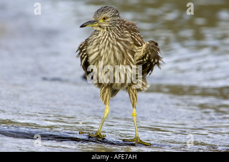 Eine juvenile Black gekrönt Nachtreiher am Strand putzen und schütteln Stockfoto