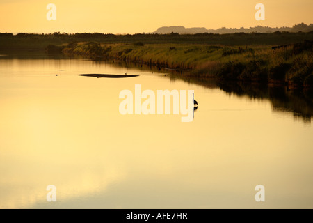 Reiher im Morgengrauen, Titchwell Sümpfe RSPB Reserve, Norfolk, Großbritannien Stockfoto