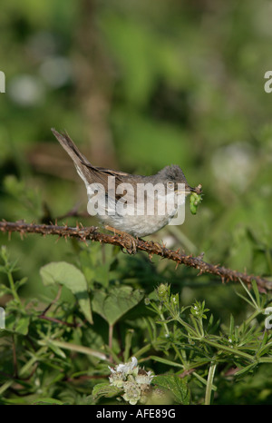 Gemeinsamen Whitethroat Sylvia Communis weibliche Wales Stockfoto