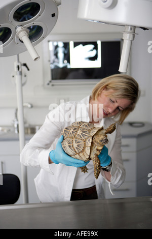 Der Zoo-Tierarzt des Zoos Allwetterzoo Dr. Sandra Silinski während ihrer Arbeit mit einer indischen Sterne Schildkröte Stockfoto
