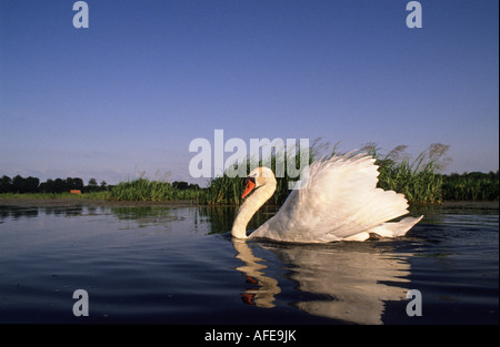 Niederlande Graveland Mute Swan auf Wasser Stockfoto