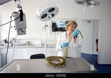 Der Zoo-Tierarzt des Zoos Allwetterzoo Dr. Sandra Silinski mit Python Stockfoto