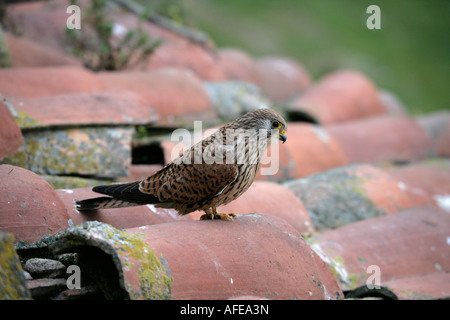 Lesser Kestrel Falco Naumanni weibliche Spanien Stockfoto