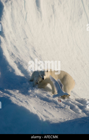 Weiblicher Eisbär und fünf Monate altes Jungtier jagen Möwe aus Kill am Eisberg Navy Board Lancaster Sound Baffin Island Stockfoto